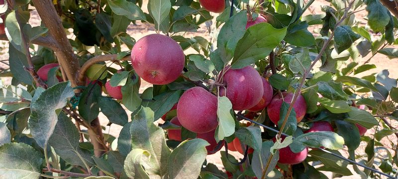 זן התפוחים סטורי אגרומשוב
